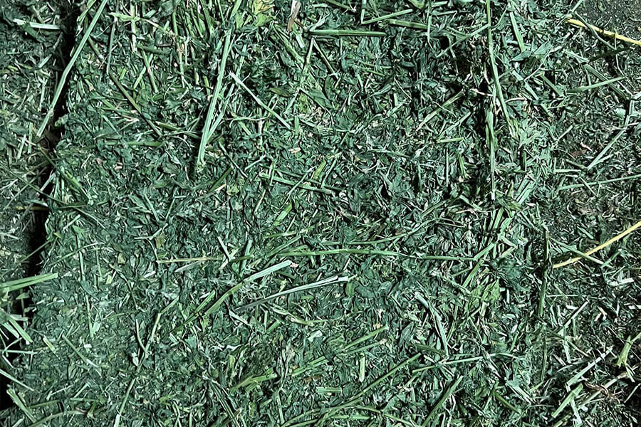 Alfalfa